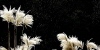 Mostra