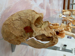 Museu d'Arqueologia de Catalunya - Girona, Sant Pere de Galligants