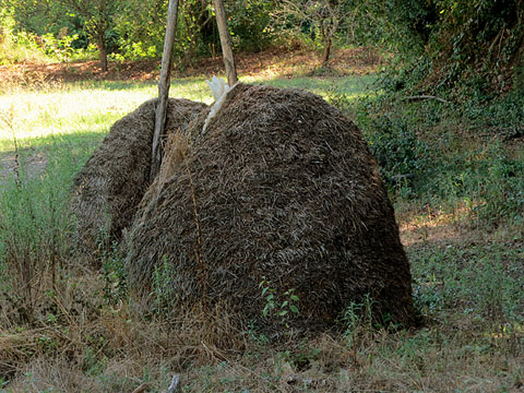 Pallers vells a Sant Daniel