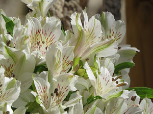 Temps de Flors 2017. Instal&middot;lacions i muntatges florals darrere dels absis de Sant Pere de Galligants