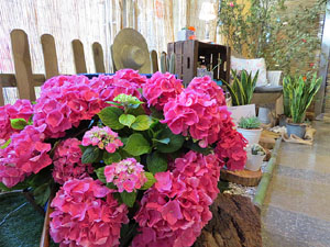 Temps de Flors 2017. Instal&middot;lacions i muntatges florals a l'Ajuntament de Girona i el Teatre Municipal