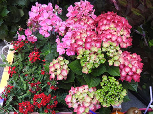 Temps de Flors 2017. Instal&middot;lacions i muntatges florals al carrer Ballesteries