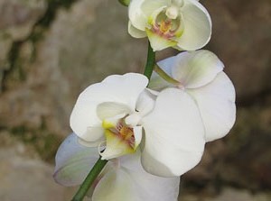 Temps de Flors 2017. Decoracions florals als diversos espais dels Banys &Agrave;rabs