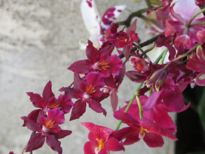 Temps de Flors 2017. Decoracions florals als diversos espais dels Banys &Agrave;rabs