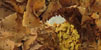 El Palau de Caramany