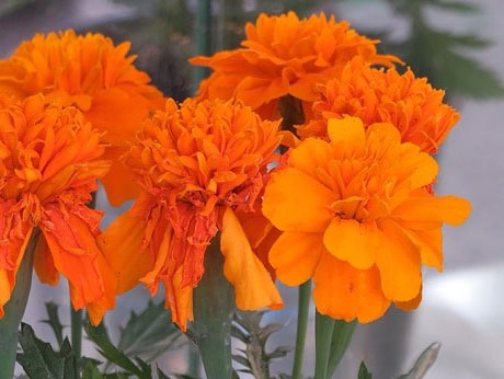 Temps de Flors 2017. Instal&middot;lacions i muntatges als espais del Carrer Mercaders