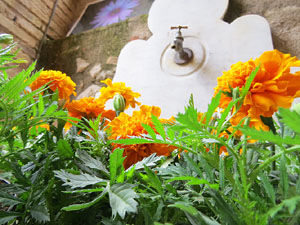 Temps de Flors 2017. Instal&middot;lacions i muntatges florals als diversos espais de la Casa Laporta-C&uacute;ndaro