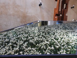 Temps de Flors 2017. Muntatges, instal&middot;lacions i exposicions florals a diversos indrets