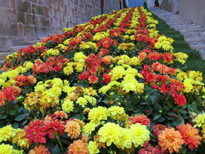 Temps de Flors 2017. Escalinates nord i principal de la bas&iacute;lica de Sant Feliu