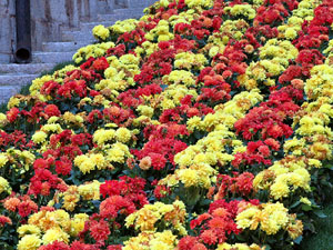 Temps de Flors 2017. Escalinates nord i principal de la bas&iacute;lica de Sant Feliu