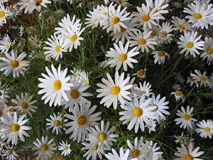 Temps de Flors 2017. Instal&middot;lacions i muntatges florals als diversos espais de l'Esgl&eacute;sia dels Dolors