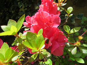 Temps de Flors 2017. El Jard&iacute; de l'&Agrave;ngel