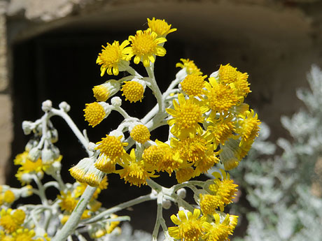 Temps de Flors 2017. El Jard&iacute; de l'&Agrave;ngel