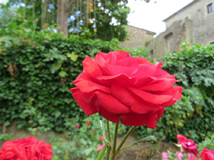 Temps de Flors 2017. Instal&middot;lacions i muntatges florals als Jardins de la Francesa, a tocar els absis de la Catedral