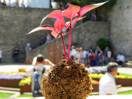 Temps de Flors 2017. Instal&middot;lacions i muntatges florals a la Pla&ccedil;a dels Jurats