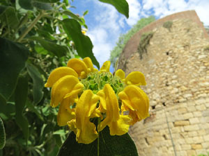 Temps de Flors 2017. Instal&middot;lacions i muntatges florals als Jardins del Museu d'Art de Girona