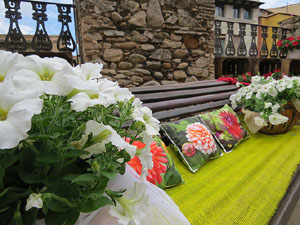 Temps de Flors 2017. Mostra de bonsais a la terrassa del Museu d'Hist&ograve;ria