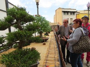 Temps de Flors 2017. Mostra de bonsais a la terrassa del Museu d'Hist&ograve;ria