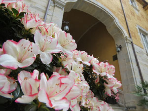 Temps de Flors 2017. Decoraci&oacute; floral del Pati de les Magn&ograve;lies, a la Seu del Govern de la Generalitat de Catalunya a Girona, amb azalees de Gant, B&egrave;lgica
