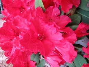 Temps de Flors 2017. Instal&middot;lacions i decoracions florals al claustre rom&agrave;nic del monestir de Sant Daniel