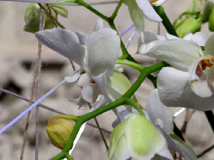 Temps de Flors 2017. Decoracions florals a l'interior de la nau g&ograve;tica de Sant Feliu