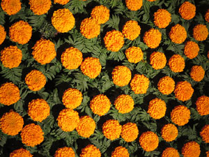 Temps de Flors 2017. Instal&middot;laci&oacute; Epig&egrave;nesi a la nau rom&agrave;nica de Sant Nicolau