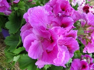 Temps de Flors 2017. Instal&middot;lacions i muntatges florals a diversos espais de la UdG: escales i pla&ccedil;a de Sant Dom&egrave;nec, pati de l'edifici de les &Agrave;ligues
