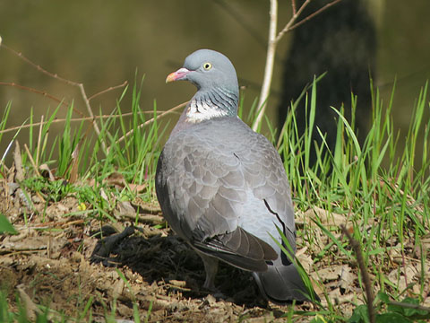 Tud&oacute; (Columba palumbus)