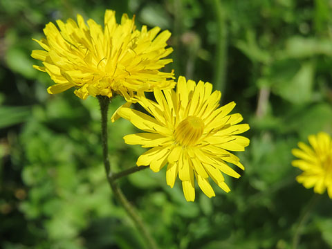 Xicoia, pixallits, dent de lle&oacute; (Taraxacum officinale)