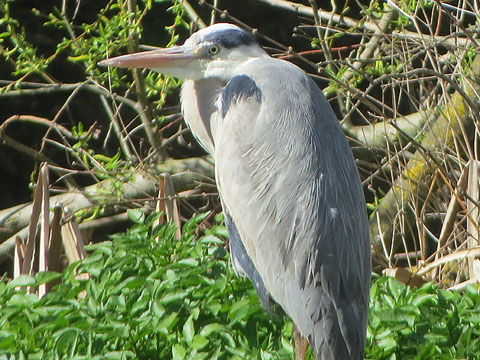 Bernat pescaire, agr&oacute; gris (Ardea cinerea)