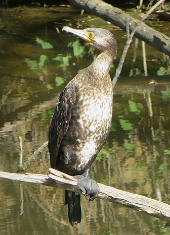 Corb mar&iacute; (Phalacrocoracidae)