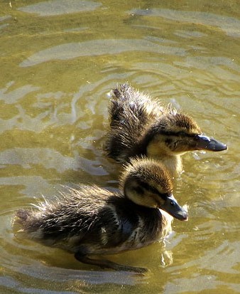 Cries d'&agrave;nec collverd (Anas platyrhynchos)