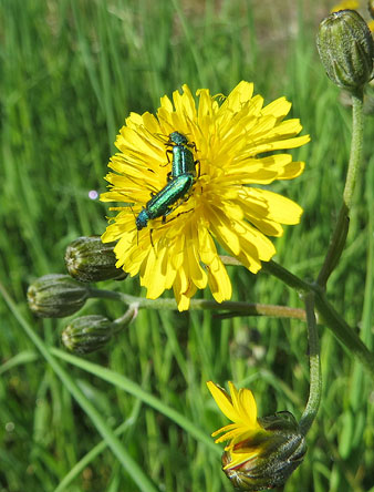 Cant&agrave;rida (Lytta vesicatorias) sobre una flor de pixallits (Taraxacum officinale)
