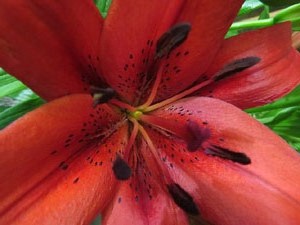 Temps de Flors 2018. Instal&middot;lacions i muntatges florals al carrer Ballesteries