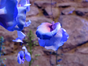 Temps de Flors 2018. Decoracions florals als diversos espais dels Banys &Agrave;rabs