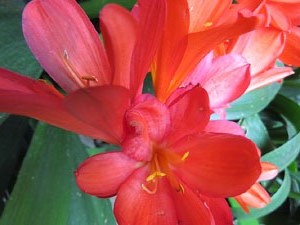 Temps de Flors 2018. Muntatges i instal&middot;lacions florals al Palau de Caramany