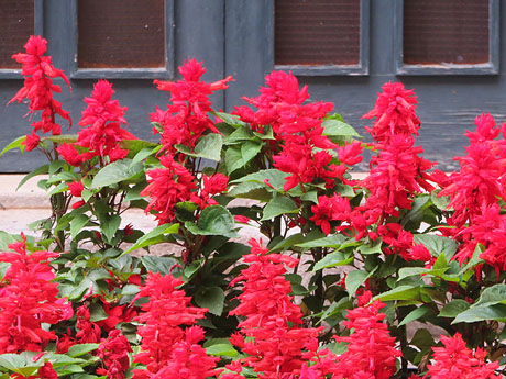 Temps de Flors 2018. Muntatges i instal&middot;lacions florals a la Casa Agullana