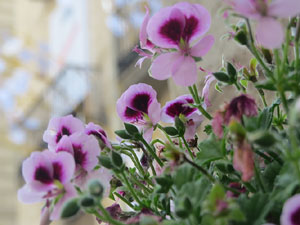 Temps de Flors 2018. Instal&middot;laci&oacute; floral a la Casa Sambola - Pla Dalmau, al carrer de la For&ccedil;a