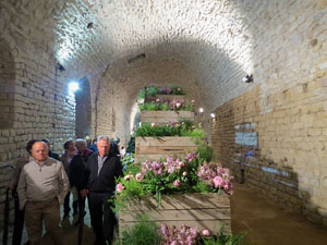 Temps de Flors 2018. Muntatges florals als diversos espais dels Soterranis de la Catedral