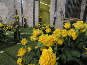 Temps de Flors 2018. Muntatges florals als diversos espais dels Soterranis de la Catedral