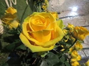 Temps de Flors 2018. Muntatges florals als diversos espais dels Soterranis de la Catedral