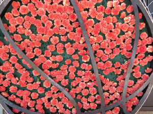 Temps de Flors 2018. Muntatges, instal&middot;lacions i exposicions florals a diversos indrets