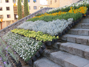 Temps de Flors 2018. Instal&middot;lacions florals a les escales de la bas&iacute;lica de Sant Feliu
