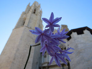 Temps de Flors 2018. Instal&middot;lacions florals a les escales de la bas&iacute;lica de Sant Feliu