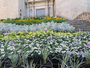 Temps de Flors 2018. Instal&middot;lacions florals a les escales de la bas&iacute;lica de Sant Feliu
