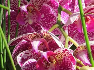 Temps de Flors 2018. Instal&middot;lacions i muntatges florals als diversos espais del carrer Ferran el cat&ograve;lic