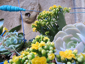Temps de Flors 2018. Muntatges i instal&middot;lacions florals a les fonts urbanes