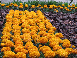 Temps de Flors 2018. Muntatges florals als Jardins dels Alemanys