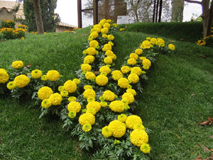 Temps de Flors 2018. Muntatges florals als Jardins del Campaner