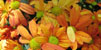 Els Jardins del Doctor Figueras